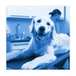 Propper Academy: Defending the Defenseless: What Every Veterinary Technician Should Know About Their Instrument Reprocessing Quality